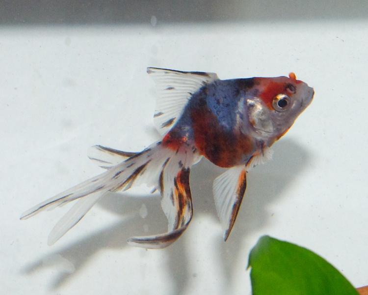 Bonchew and his spots screaming for attention